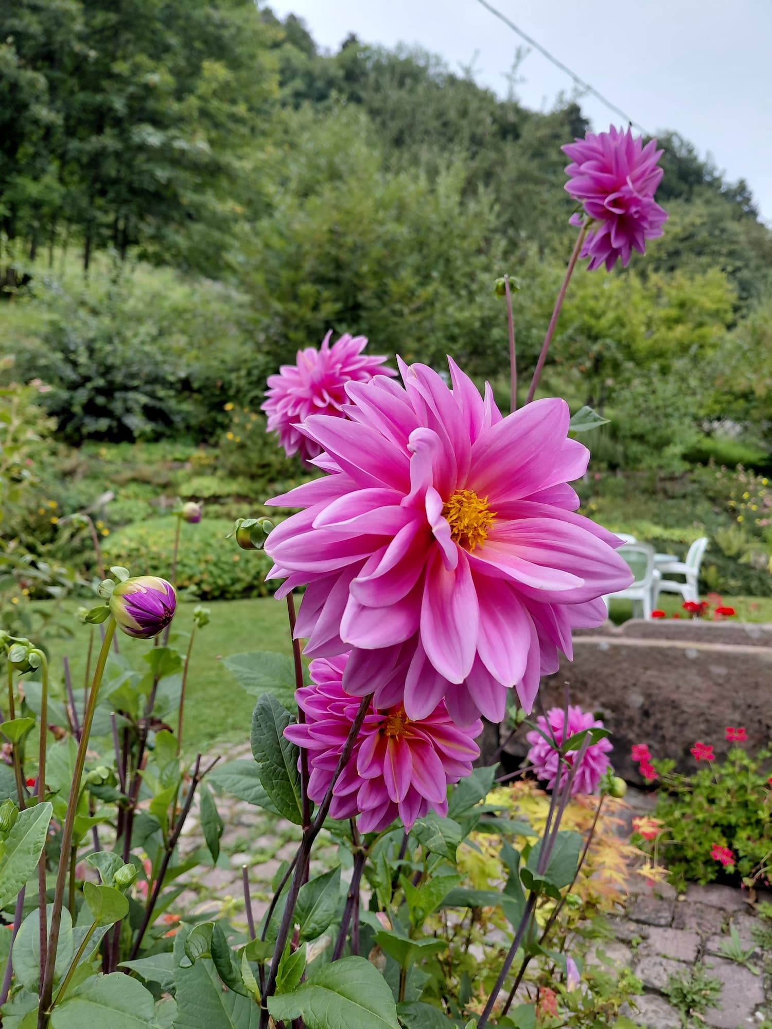 Quelles plantes choisir pour un jardin vivant et facile à entretenir toute l’année ? Sélestat