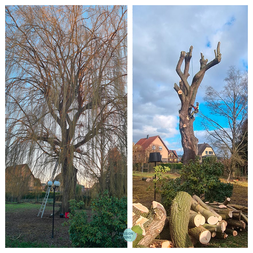 AVANT APRES ELAGAGE N°16 | Passion Jardins Entretien de jardins et espaces verts autour de Kaysersberg et Rouffach Erstein 1